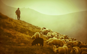 hd-achtergrond-met-schaapherder-met-schapen-in-de-bergen-van-roem