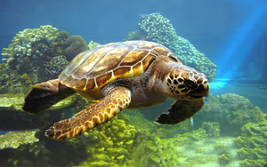 hd-achtergrond-met-schildpad-die-door-koraal-riffen-zwemt