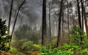 hd-achtergrond-met-mysterieus-bos-met-wat-mist