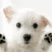 hd-achtergrond-met-schattig-wit-hondje