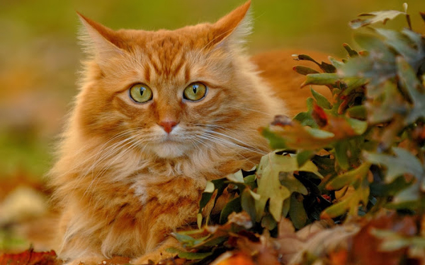 herfst-achtergrond-met-een-rode-kat-en-bladeren