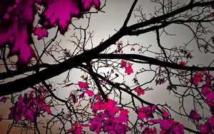 herfst-achtergrond-met-paarse-blaadjes-aan-de-boom-takken
