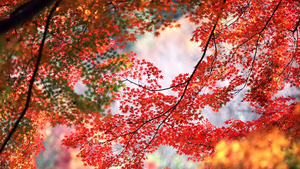 herfst-achtergrond-met-rode-esdoorn-bladeren