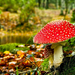 herfst-achtergrond-met-rode-paddenstoel-in-het-bos