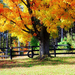 herfst-achtergrond-met-schommel-in-een-boom-met-mooie-kleuren