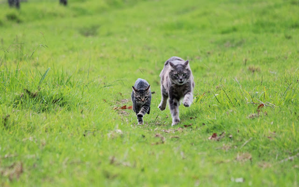 bilder-zwei-laufenden-katzen-auf-dem-gras-hd-katzen-wallpaper