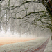 foto-von-eis-bedeckten-baume-im-winter