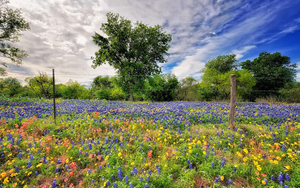 fruhjahr-mit-einem-feld-voller-lila-und-gelben-blumen-hd-fruhling