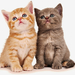 tiere-wallpaper-mit-zwei-junge-katzen-als-beste-freunde-hd-katzen