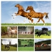 achtergrond-met-verschillende-kleuren-paarden-in-het-weiland-COLL
