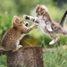playful-kittens_374500786