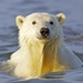 polar-bear_1603570992
