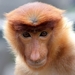 proboscis-monkey_23518764