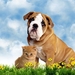 pup-loves-kit_1526551770