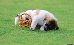 puppy-basket-grass_2054519685
