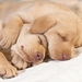 puppy-sleepover_1728873714