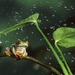 red-eyed-tree-frog_1637305843
