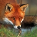 red-fox_1589358892
