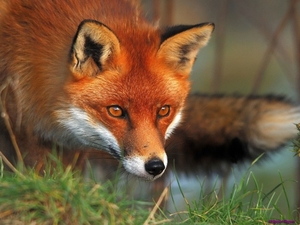 red-fox_1589358892