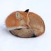 red-fox-in-snow_1678836135