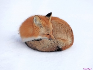red-fox-in-snow_1678836135