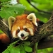 red-panda_683940982