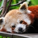 red-panda-mammal_1134923479