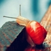 red-snail_461958855