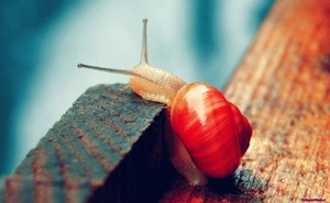 red-snail_461958855
