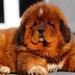 red-tibetan-mastiff_611650114