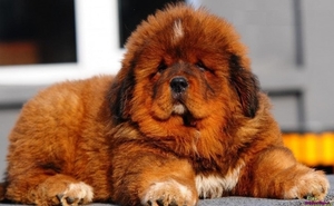 red-tibetan-mastiff_611650114
