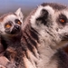 ring-tailed-lemur_1392870127