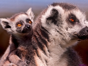 ring-tailed-lemur_1392870127
