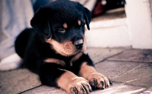 rottweiler-puppy_14237001