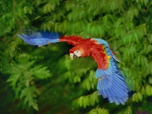 scarlet-macaw_894137912