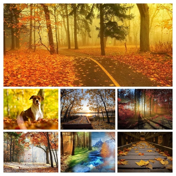 foto-herfst-in-het-bos-met-veel-herfstbladeren-op-de-weg-achtergr