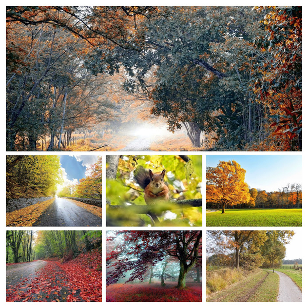 mooie-herfst-achtergrond-met-een-pad-langs-bomen-met-herfstblader