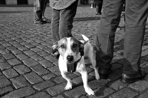 Cute Jack Russell Terrier Grote Markt Antwerp