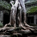 hd-wallpaper-with-big-tree-in-Ta-Prohm-temple-in-Cambodia