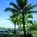 hd-wallpaper-with-trees-and-water-on-hawaii