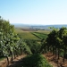 vineyard-2698412_960_720