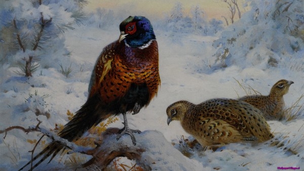 cock-and-hen-pheasant_2052783200