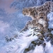 larry-fanning-snow-leopard_1436834805