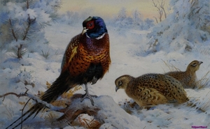 cock-and-hen-pheasant_2052783200