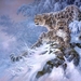 larry-fanning-snow-leopard_1436834805