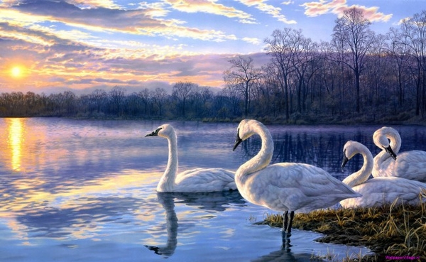 painting-swan-lake_1789095963