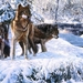 three-painted-wolves-snow_660633353