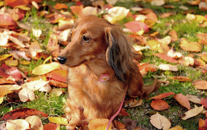 achtergrond-met-een-hond-tussen-de-herfstbladeren