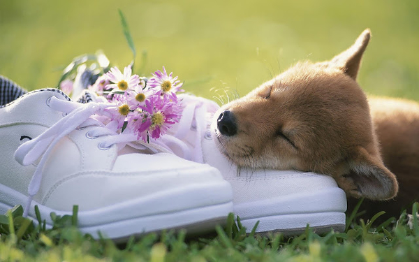 foto-van-een-slapende-hond-op-een-paar-schoenen