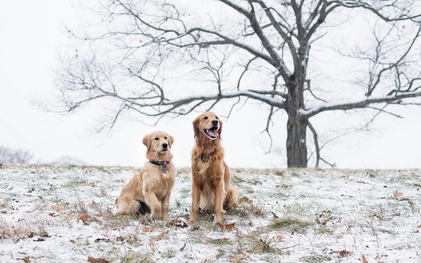 foto-van-twee-honden-buiten-in-de-kou-tijdens-de-winter-hd-winter